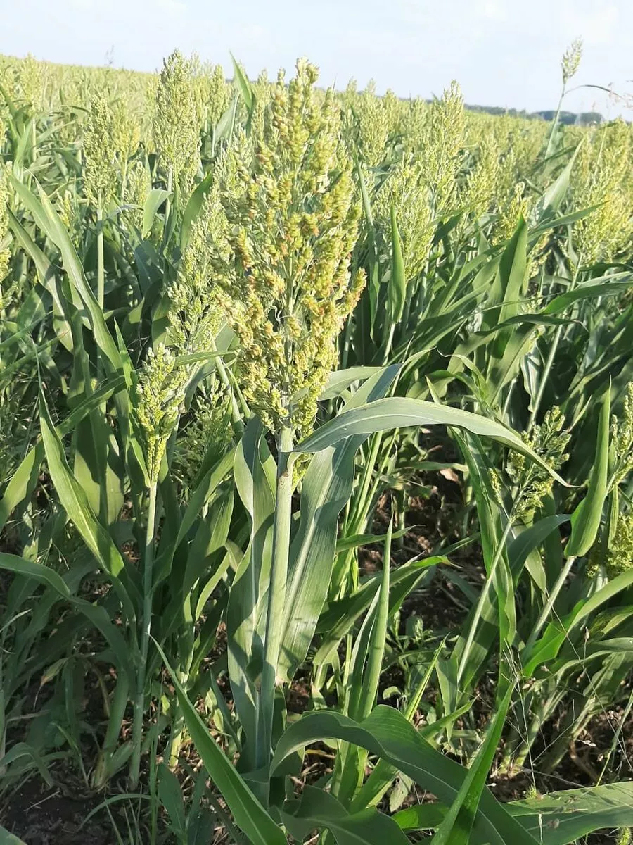 Фотография продукта Семена суданской травы кинельская 100