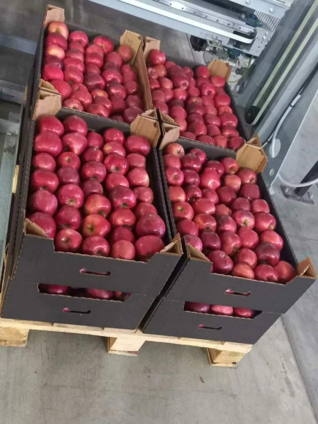 яблоки оптом от 10 тонн. в Москве 27