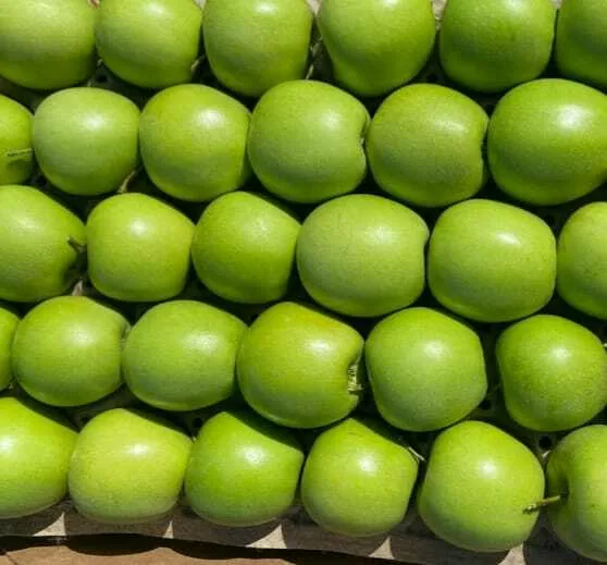 яблоки оптом от 10 тонн. в Москве 4