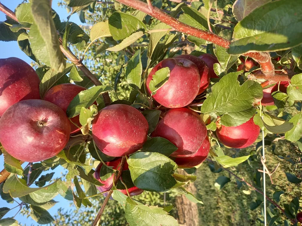 яблоки оптом от 10 тонн. в Москве 5