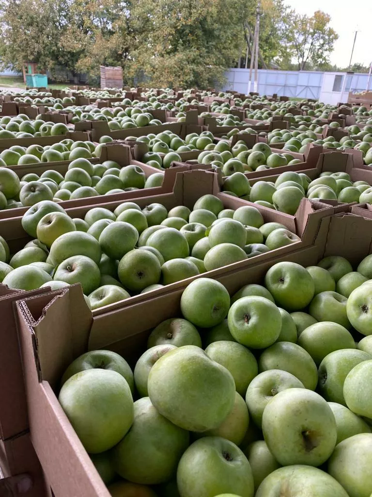 яблоки оптом от 10 тонн. в Москве 10