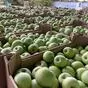 яблоки оптом от 10 тонн. в Москве 15