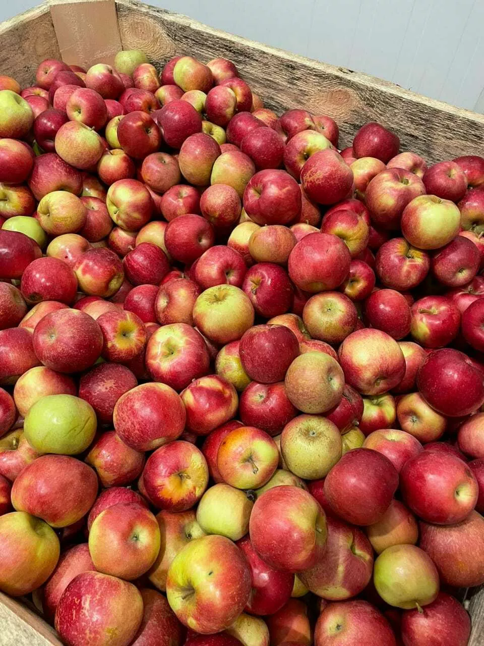 яблоки оптом от 10 тонн. в Москве 16