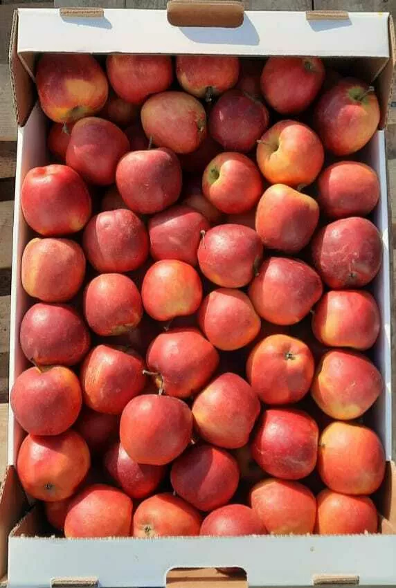 яблоки оптом от 10 тонн. в Москве 19