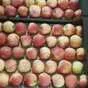 яблоки оптом от 10 тонн. в Москве 26